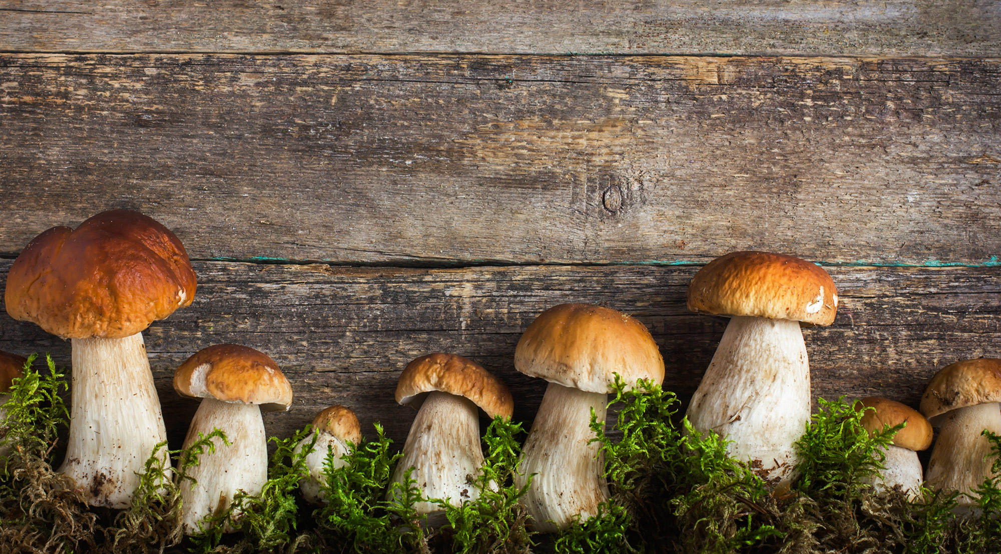 Raccolta dei funghi epigei: come ottenere il tesserino e quali sono le regole da rispettare